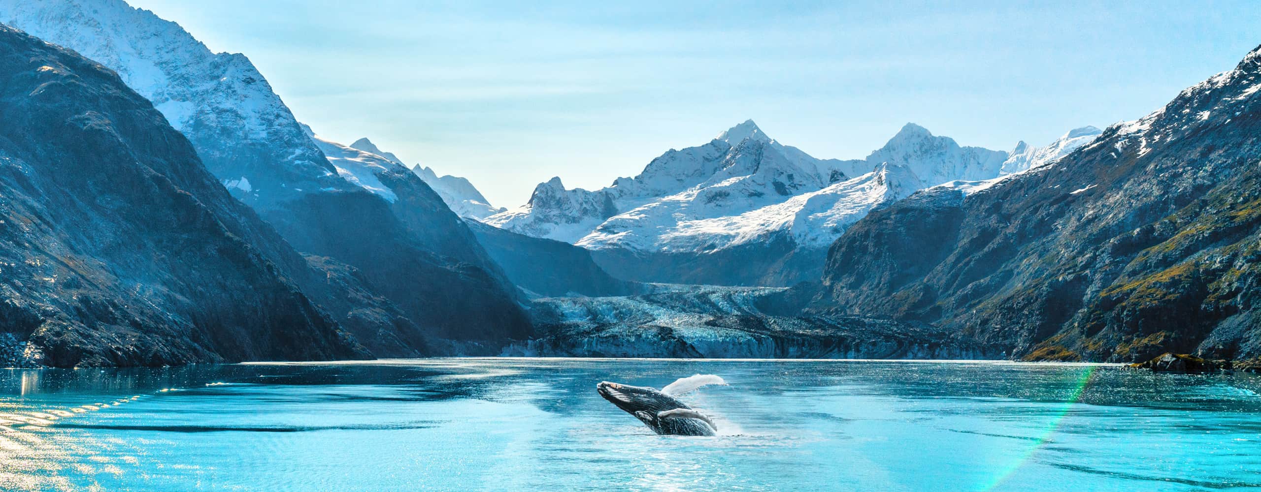 Humpback Whale, Alaska