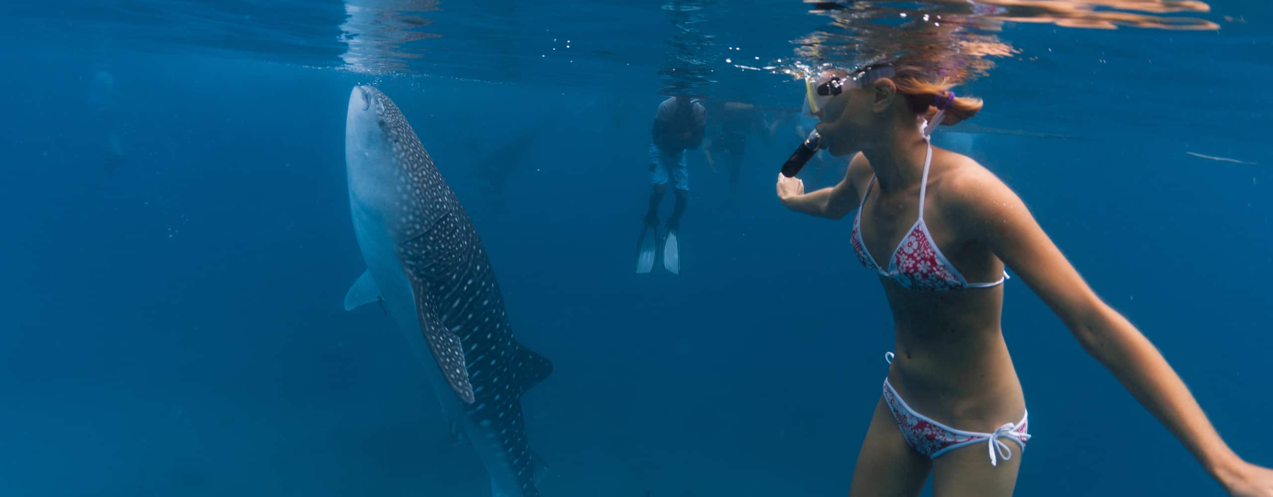 Snorkelling With Whale Sharks In Oslob, Philippines