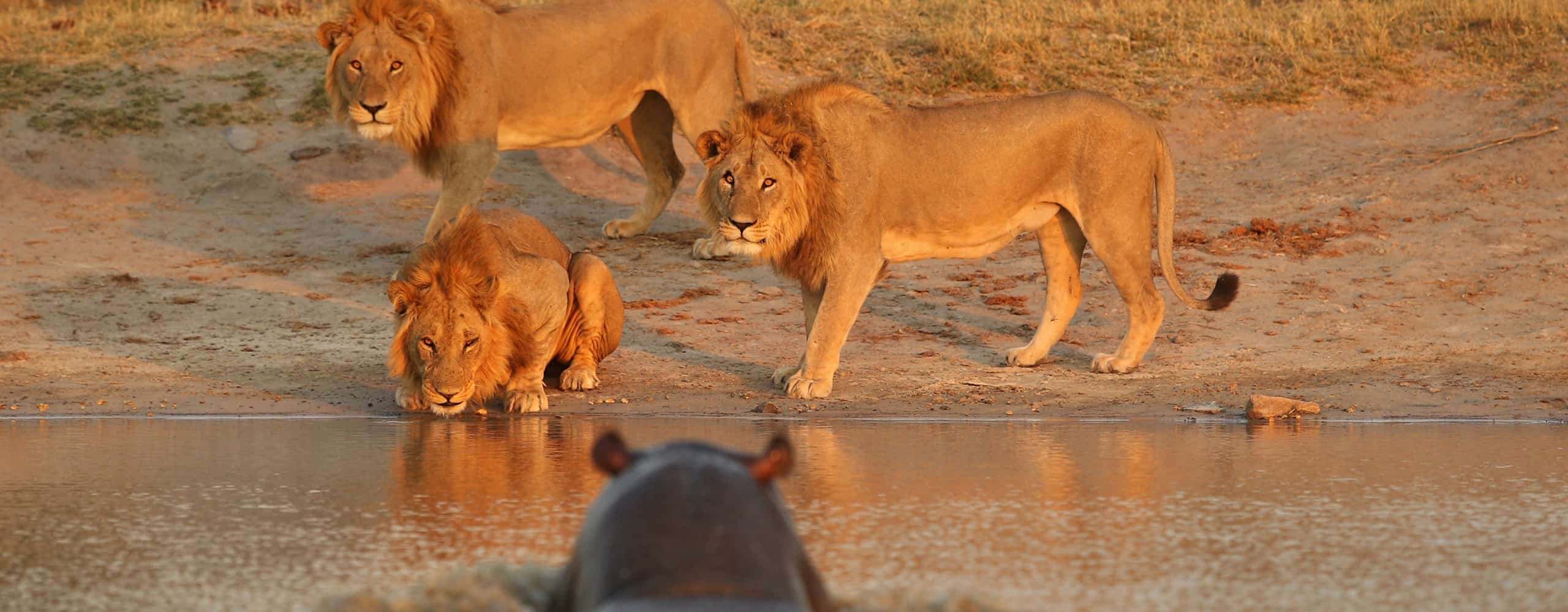 Wildlife In The Masai Mara, Kenya