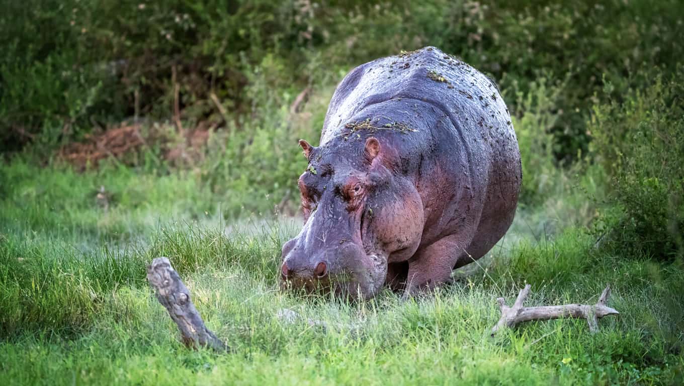 Hippopotamus Grazing In Amboseli National Park