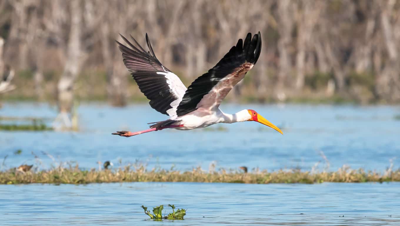 Yellow-Billed Stork Flying Over Lake Naivasha