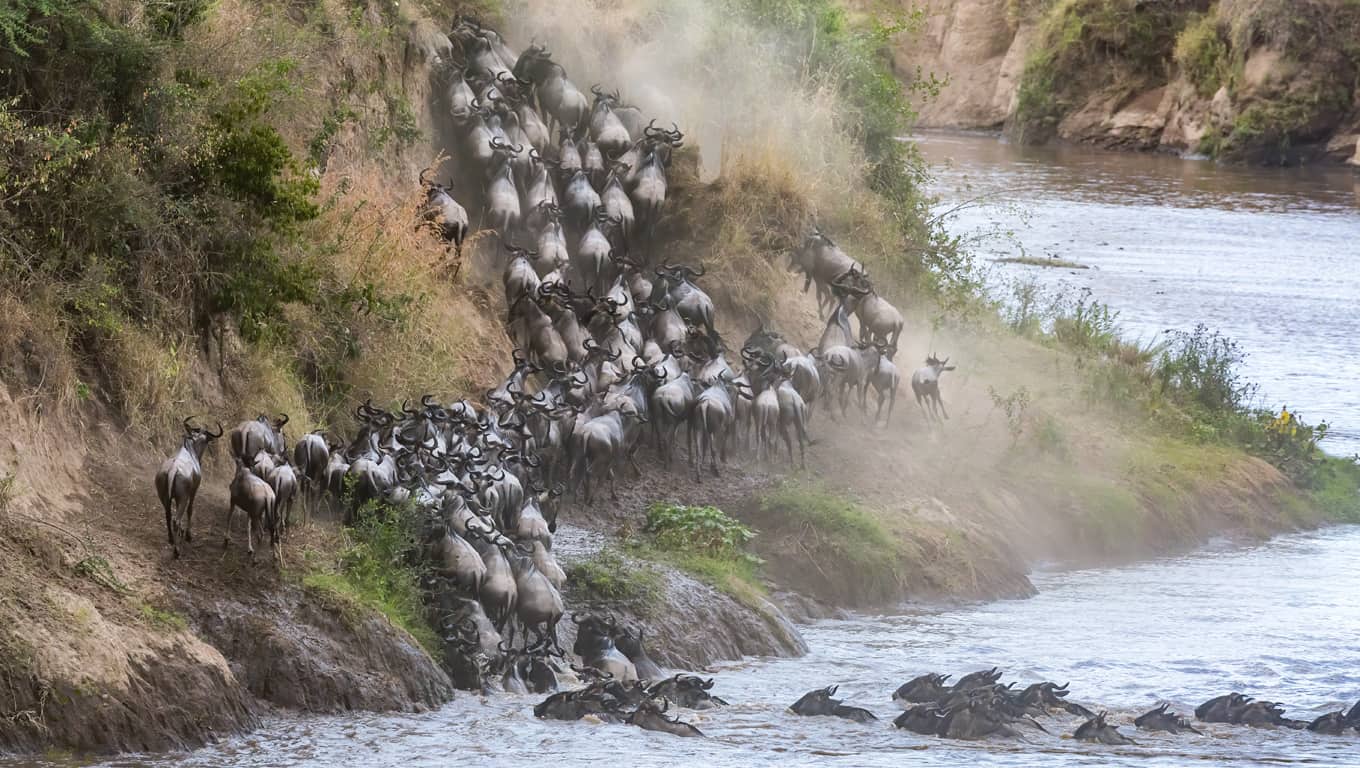 The Great Migration Across The Mara River