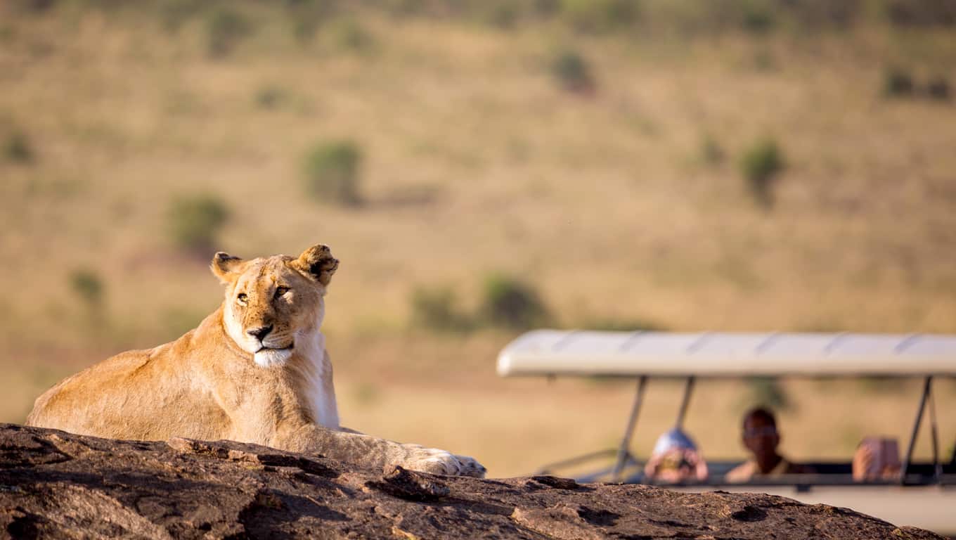 Lioness In Masai Mara National Reserve