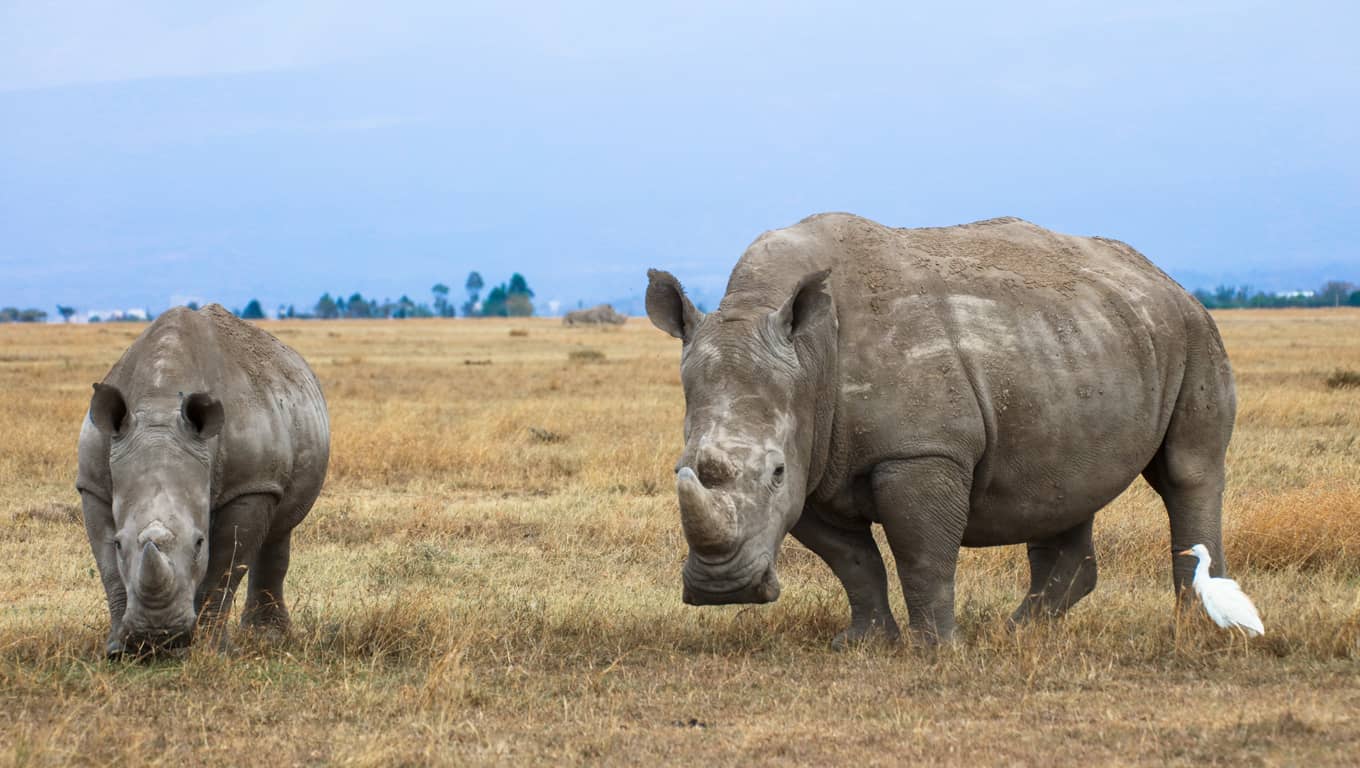 White Rhinos In Ol Pejeta Conservancy, Kenya