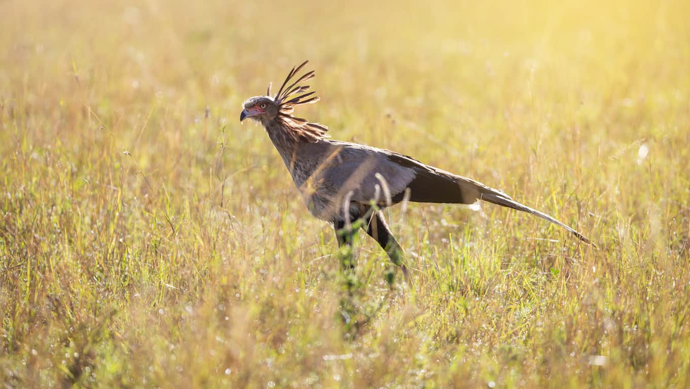 Secretary Bird In The Masai Mara, Kenya