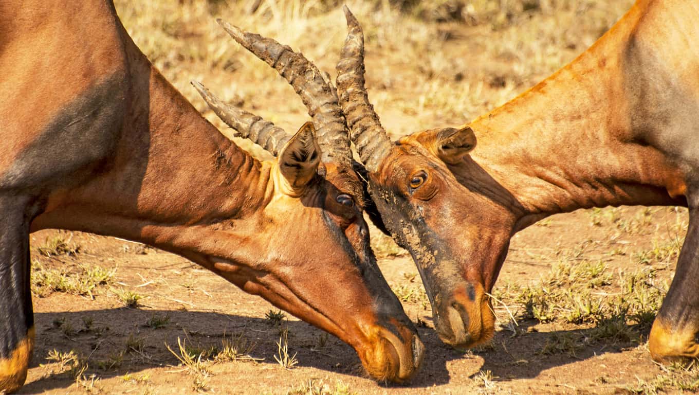 Topi Antelopes Fighting In The Serengeti, Tanzania