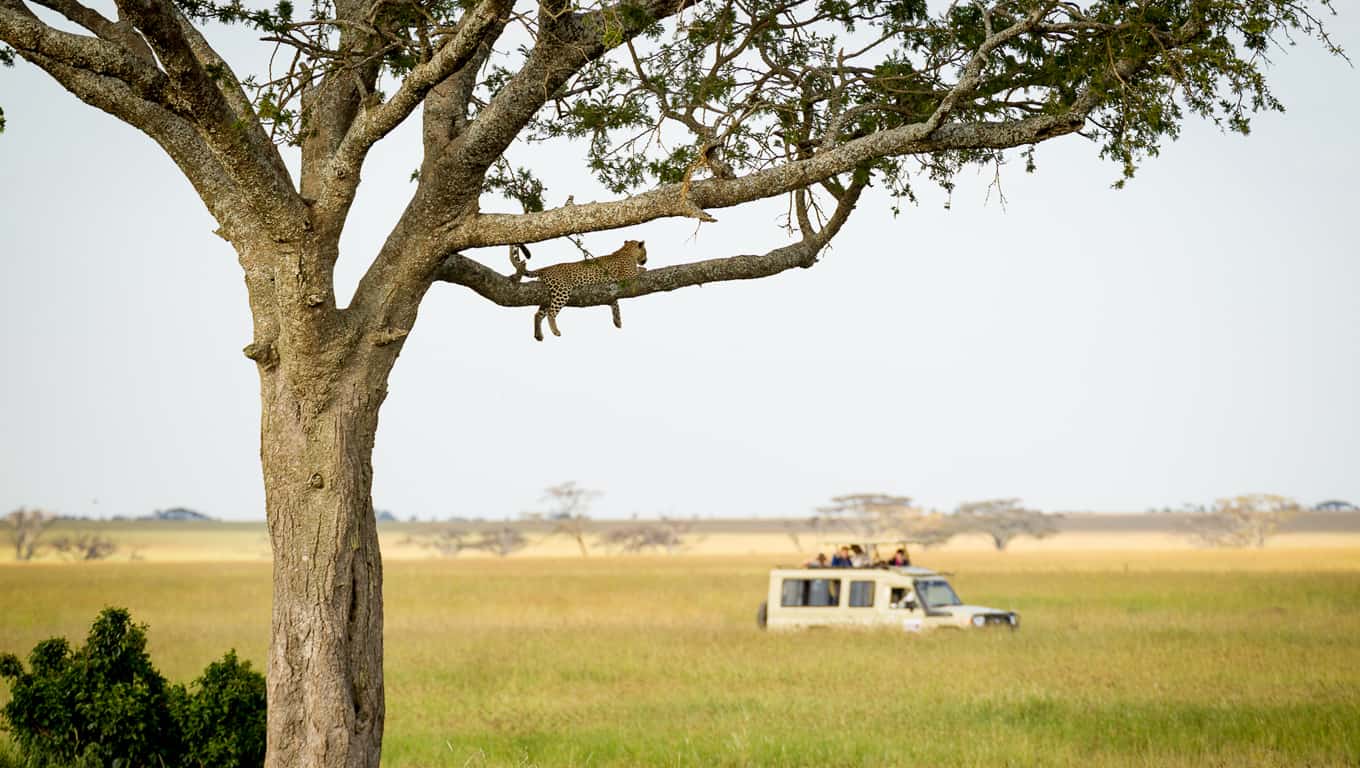 Leopard In A Tree In The Serengeti, Tanzania