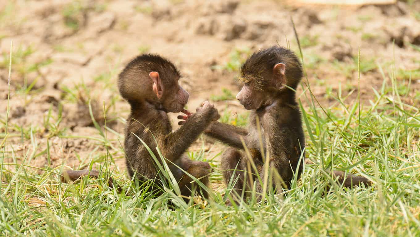 Baby Olive Baboons Playing In Lake Manyara National Park, Tanzania