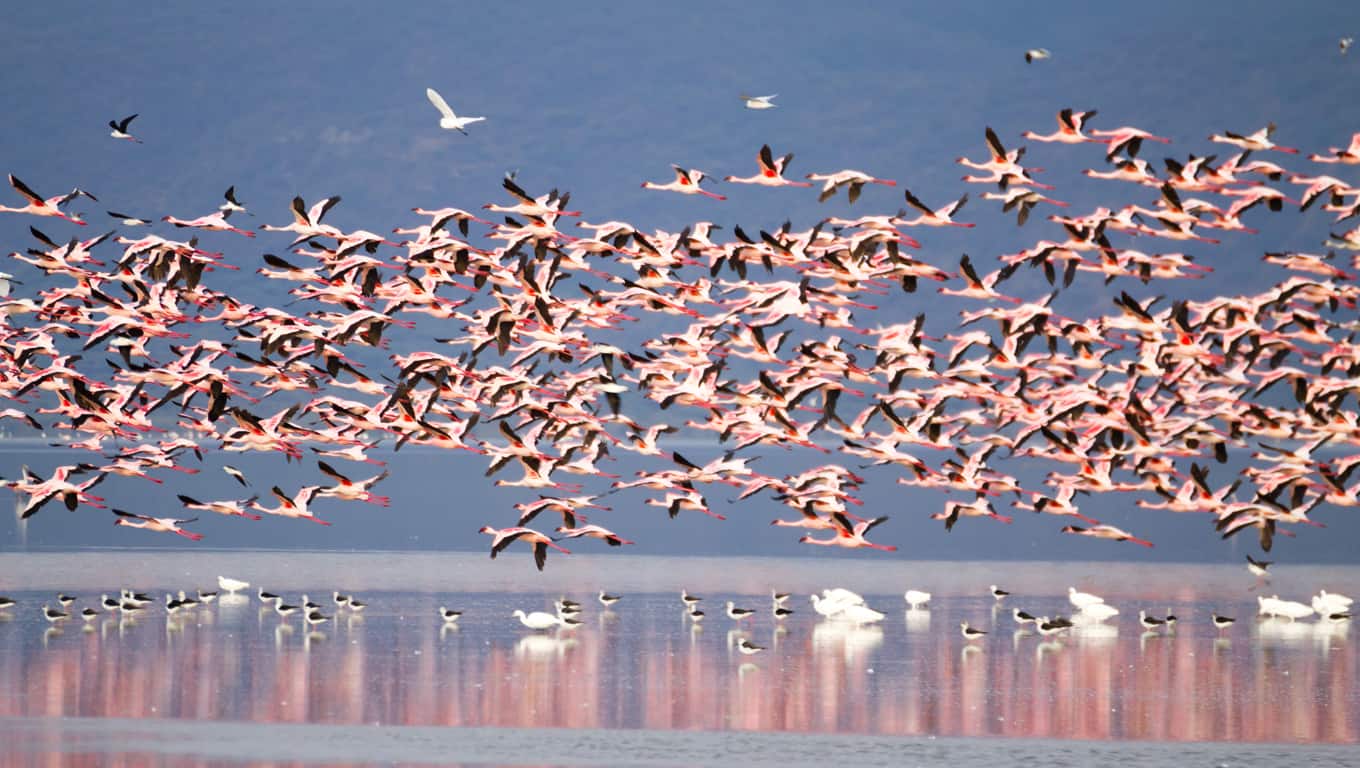 Flamingoes Flying Over Lake Manyara, Tanzania