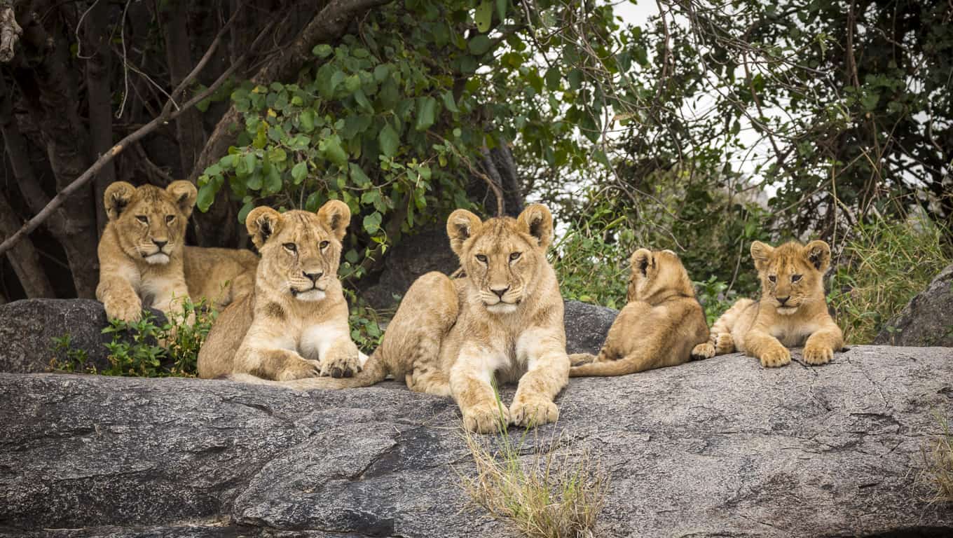 Lion Cubs In Serengeti National Park, Tanzania