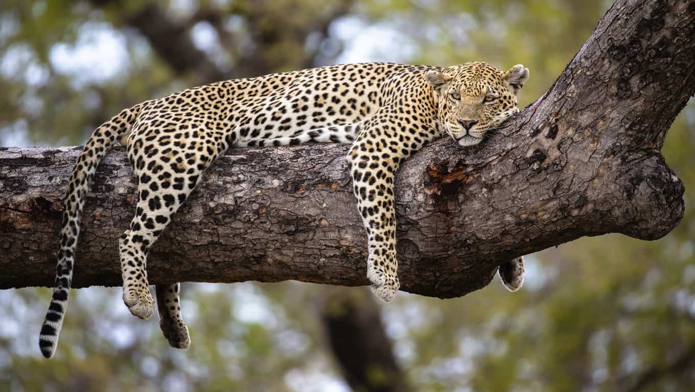 Leopard In Serengeti National Park, Tanzania