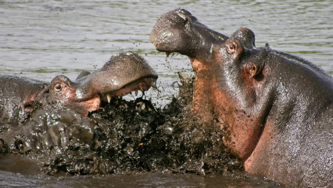 Two Hippopotamuses Fighting In The Ngorongoro Crater, Tanzania